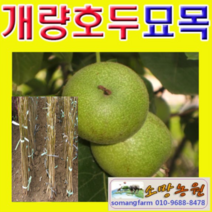 (D소망)개량왕호두나무묘목(실생1년) 2그루