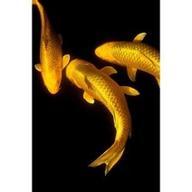 세로형 우드 직소퍼즐 기운이 넘치고 복을 부르는 잉어도 연꽃 그림 스트레스 해소 집순이 취미 성인용 감압 장난감, f, 300조각