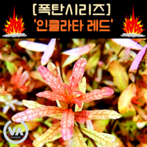 [수초폭탄] 기간한정 반값할인 선명한 잎맥이 매력인 루드위지아 인클라타 레드(25줄기) 초보수초 레이아웃 미니어항