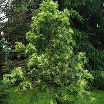 비자나무/종자1L/씨앗/c0225