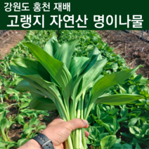 자연산 명이나물 재배 줄기명이 산마늘잎 홍천명이 잎명이 대명이 6시내고향 야생 봄철 산나물 4월 제철 나물 강원도 고랭지 주문 1키로 2키로 1kg 2kg, 잎명이 1kg
