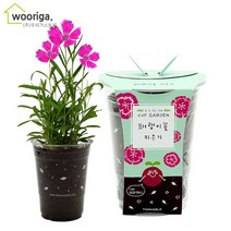 컵가든 식물키우기 6종 방울토마토 봉선화 해바라기씨 바질 패랭이꽃 나팔꽃, 1개, 컵가든_패랭이꽃