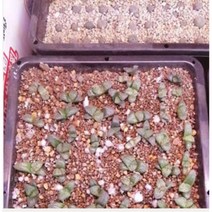 원예 꽃집용 정원만들기 예쁜화분 화단가꾸기 꽃병