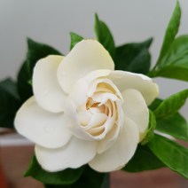 [용이네 화원] 순백의 하얀꽃 치자나무 소형 069 화원 농원, 1개