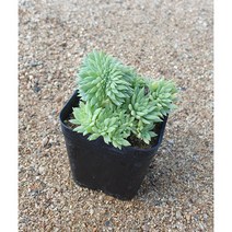 [다육식물]팡파레철화, 1개