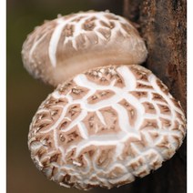 표고버섯종균(성형종균)5팩기본-52년전통 종자업등록업체 삼구농원 표고버섯종균(성형)5팩, 8개