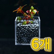 어항수초 컨테이너 루드위지아 슈퍼레드 세트 6개, 없음