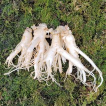 금산인삼 수삼 흠있는 난발삼 왕대 1채 750g 6~7뿌리 무료세척, 무료세척(약50g 감량)