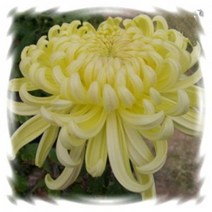 [꽃모종]국화(대국) : 9cm분, 겸육황국(후주), 1개