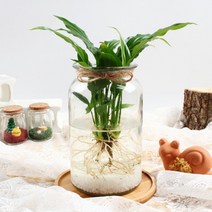 [바보사랑] 미미네가든 자동급수 홍콩야자 화분 키우기세트, 상세 설명 참조, 상세 설명 참조