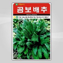 슬로시 슬로시 김장 채소 씨앗 무 배추 당근 씨 종자, 곰보배추1000립(아람)