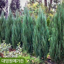 블루애로우 주니프러스 측백나무 울타리용 상록수 싸이프러스, 블루애로우 키70cm 5치포트