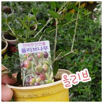 올리브나무/생명력이 강해 키우기 쉽죠