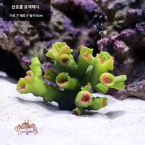 팬더코리 물고기 산호 나무 작은 조경 전체 패키지 장식 바다 풍경 잔디, 캐논볼 산호