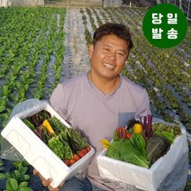 양주농부 모듬채소 20종 클로렐라 쌈채소 유러피안 샐러드 야채 800g-1.2kg, 1박스, 클로렐라쌈채소 600g