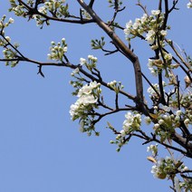 자두나무(후무사) 묘목 접목1년 24815ea, 장연다육 본상품선택