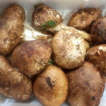 [더조은푸드] 중국 자연산 송이버섯 1kg 특픔~가정용 (등급선택), 1박스, 송이버섯 가정용 1kg (랜덤사이즈)