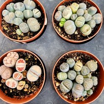 꽃나무팜 리톱스 혼합리톱스 코노피튬 희귀다육 (색상랜덤)