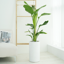 농원청년 실내공기정화식물 실내식물 거실화분 실내화분 (서울 경기 당일배송) (경기외곽 지방 익일발송), 39.중형_만세선인장, 1개