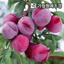 자연농원 심포니 (플럼코트 자두+살구 퓨전과수 ) 최소구매2개, 심포니특묘