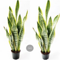 트리앤 1+1 금전수 스투키 산세베리아 수퍼바, 11. 1+1 산세베리아 40cm 1개