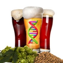 Austin Homebrew Clone Recipe Saint Arnold Summer Pils (2C) - ALL GRAIN, 1