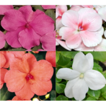 (성실GS)임파첸스모종(포트) 10개 핑크