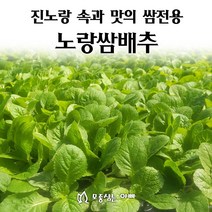 [모종심는아빠] 진노랑 속과 맛 품질우수 쌈전용 소형배추 노랑쌈배추 모종, 모종14개, 14개