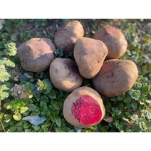 달달한 레드비트 못난이 레드비트(쥬스용) 3kg 5kg 10kg, 정품 레드비트 로얄과, 2kg