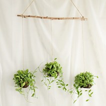 갑조네 틸란드시아 디시디아 먼지먹는식물 공기정화식물, 06 디시디아 (3개)+자작나무+가랜드마끈(135cm)