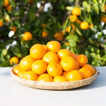 제주 감귤 황금향 타이벡 타이백 밀감 조생 귤 5kg 노지, 5kg 소과 2S, 노지 감귤