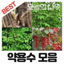 합리적 가격의 우수한 약용수나무묘목 종합(참두릅 구지뽕 엄나무 복분자 헛개등등), 03.가시있는 엄나무묘목 상묘