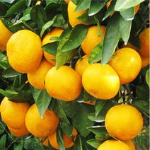 브랜드없음 제주 노지 감귤 5kg(S사이즈), 단품없음
