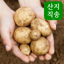 감자강원도국내산  저렴한곳 검색결과