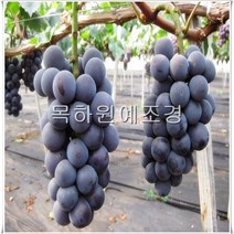 목하원예조경 포도나무 묘목 (거봉) 삽목1년특묘
