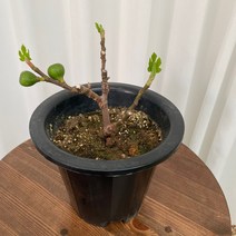 무화과 나무 열매 과실수 온정원 공기정화식물