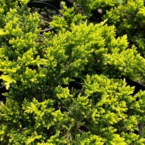 세종식물원 황금좀눈향 120L포트 좀눈향, 1개