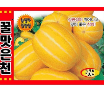 [가람종묘사] 꿀맛은천참외 씨앗50립(상품성이 뛰어나고 맛이 좋은 참외)