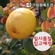 모과 모과나무 유실수 정원수 가림원예조경, 감나무 대봉시 접목1년생 (2개묶음)