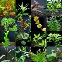 초보수초 5종 10촉 랜덤박스