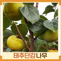 감나무 묘목 태추단감 접목2년생(분) 1개
