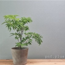 [봄그린]폴리셔스 / 감성식물 / 공기정화식물 / 50cm이내, 1개