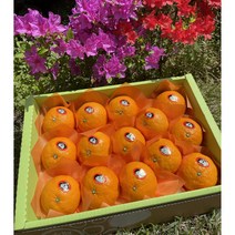 감성농부 청정제주 고당도 카라향 천혜향 레드향 가정용 선물용 3kg 5kg, 3kg 선물용 (중대과 16-20과), 1개