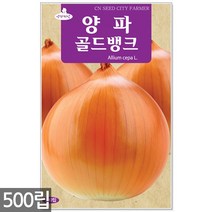얼룩이 강낭콩 씨앗 70립 - 씨 강낭콩씨 강낭콩씨앗 콩씨 콩씨앗 강남콩씨앗 주말농장 텃밭, 13_양파골드뱅크(500립)