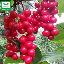 초록사랑 GAP인증 문경오미자생과 생오미자, 1개, 3kg