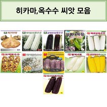 엔앤케이 히카마 옥수수 씨앗 히카마 해피찰3호옥수수 블랙베리찰옥수수 얼룩대학찰 백초당옥수수 오색옥수수 케이팝옥수수 후아차이12 자흑찰옥수수 찰옥4호옥수수 초당옥수수VSC03 아시아, 2.다농-해피찰3호옥수수 70립