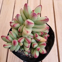 애성 키우기 쉬운 실내 다육 랜덤발송1-20, 1개