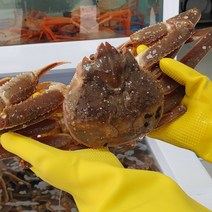 당일조업 산지직송 프리미엄 최상급 자숙 홍게 3kg 수율보장 동해 포항 구룡포 연지홍게 박달홍게, 2-2. 박달홍게 3마리 (중자), 3개