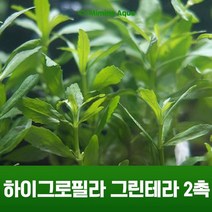 초보 수초 키우기 하이그로필라 그린테라 2촉, 단품
