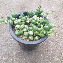 [수암다육] 녹영금 랜덤발송 Senecio rowleyanus f. variegata 다육 다육이 다육식물 477 콩란